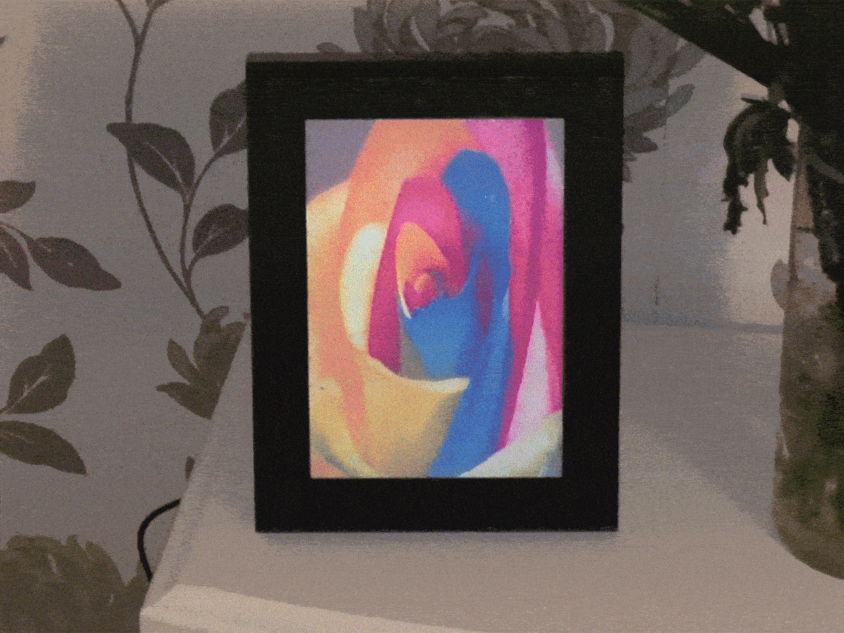 A backlit lightbox displaying a vibrant, multicolored rose on a white table beside a plant.