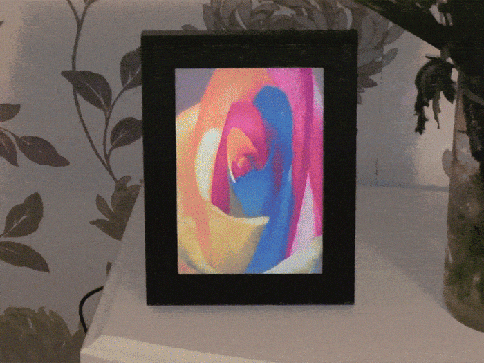 A backlit lightbox displaying a vibrant, multicolored rose on a white table beside a plant.