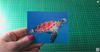 Lenticular Postcard - Turtle