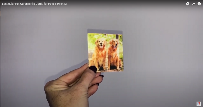 Pet Cards - Dogs